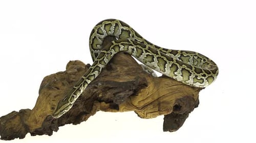 Python birman granit ou Python Molurus Bivittatus sur un accroc en bois isolé sur fond blanc.