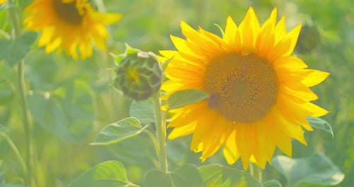 Sunflower Field in a Beautiful Evening Sunset