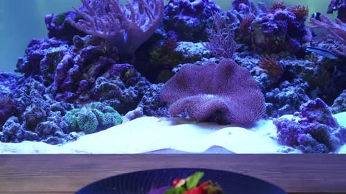 Delicious Blueberry Cake with a Reef Aquarium