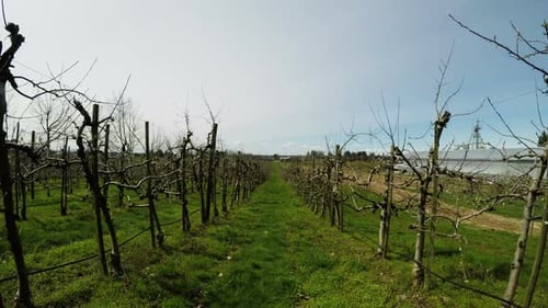 Vineyard on a sunny day 4k