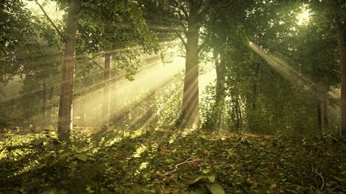 Light Shining Down in Nature