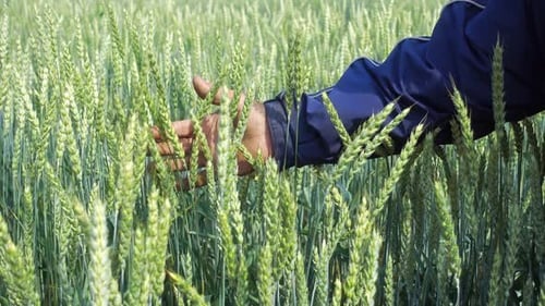 Hand Gently Touching Green Wheat Field