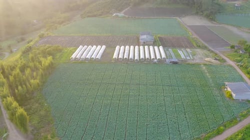 Aerial top view of roof of garden plant industry farm in agriculture concept with paddy rice field.