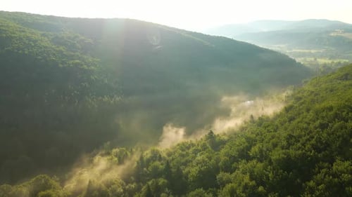 Vibrant Foggy Morning Over Dark Forest Trees at Bright Summer Sunrise