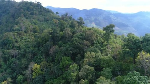 Bosque arbóreo