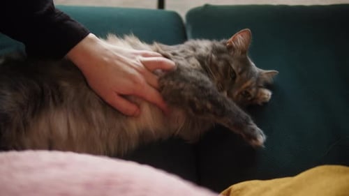 Person Petting Gray Cat on Couch