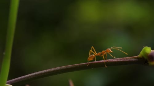 Red ants are climbing a branch