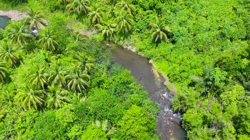 River in the Rainforest