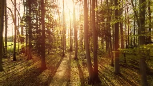 Lebendige Natur Wälder Bäume Umwelt Landschaft