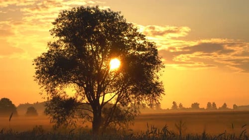 Tree Silhouetted Against Golden Sunrise Sky