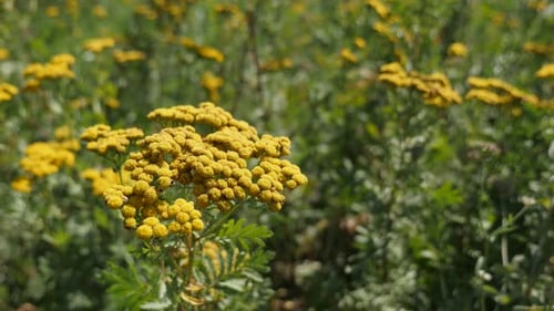 Perennial tansy Tanacetum vulgare plant close-up 4K footage