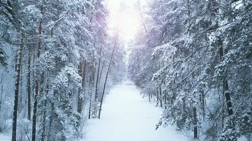 Winter Forest Sunshine Snow Covered Trees Aerial Flight Through the Snowy Forest Towards Sunrise