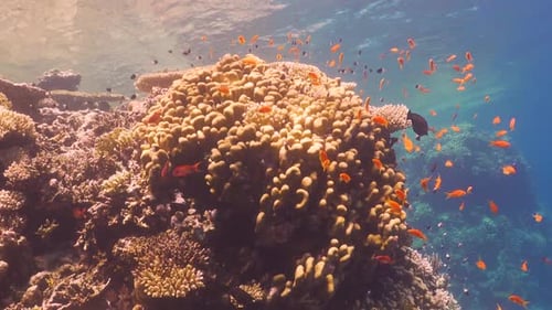 Tropical Fish on Vibrant Coral Reef