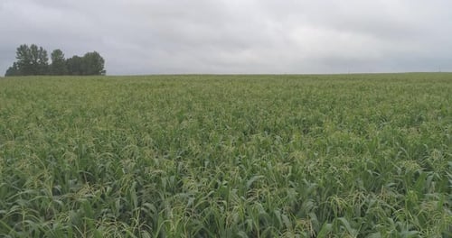 Vast Cornfield Under Cloudy Sky