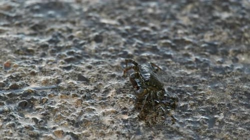 Wet Crab Crawls Up Rock Against Calm Sea Ripple at Sunrise