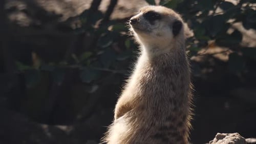 Erdmännchen