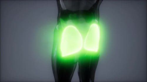 Glowing Human Gluteal Muscles 3D Anatomy Scan