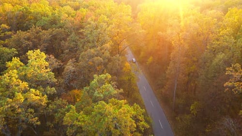 Aerial View on Car Driving Through Autumn Forest Road