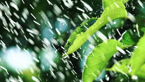 Heavy Rain Falling on Leaves