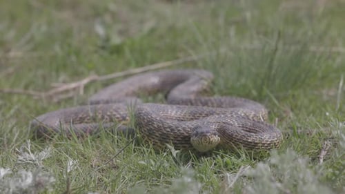 Große fleckige Schlange im Gras Lateinischer Name Elaphe Sauromates