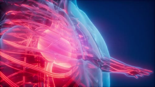 Animated Human Heart and Circulatory System Medical Visualization