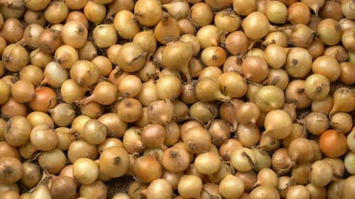 Footage White Onions Rotation Background