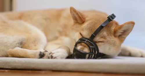 Shiba inu with muzzle
