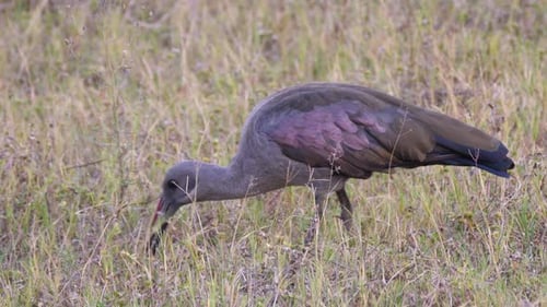Hadada ibis à Waterberg