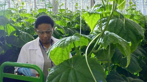 Scientist Examining Plants in Modern Greenhouse