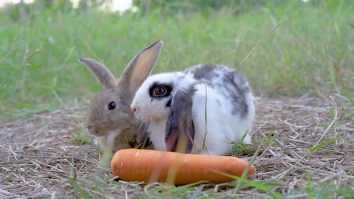 Two young brown and black white rabbits sitting on green grass and with a carrot in grass,