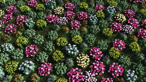Flores