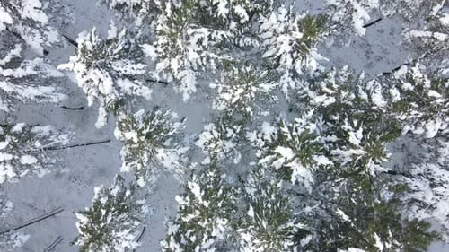 Winter Trees Aerial