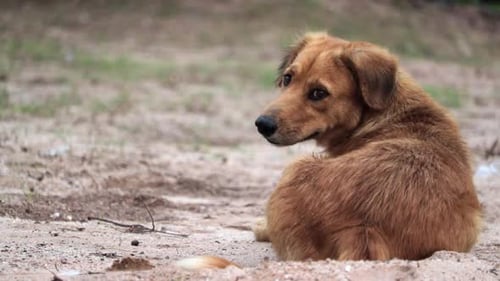 Chien errant brun haletant en position couchée sur le sol. - gros plan