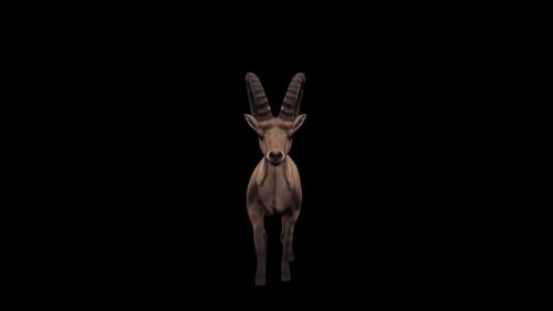 Ibex Walk Vorderansicht