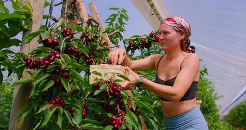 Harvest of Red Mature Sweet Cherries