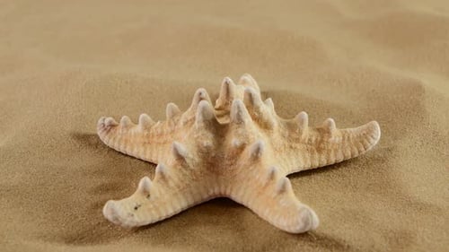 Starfish on Sand, Rotation