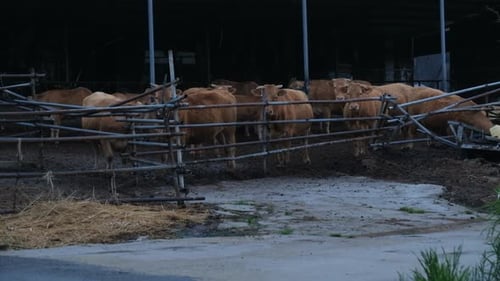Cows Behind Metal Fence in Rural Location