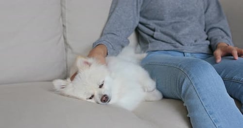 Dog Resting Comfortably on Couch with Owner