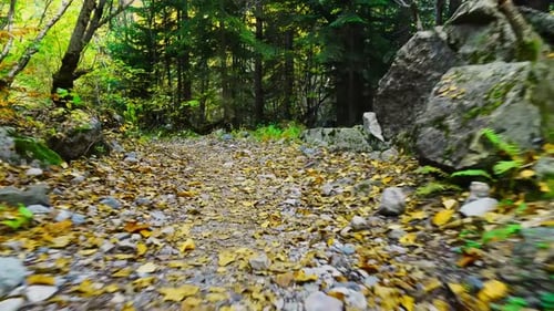 a first-person walk along a forest road between tree trunks in the forest.