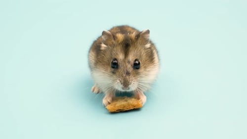 Hamster Holds Food in Close Up Studio Shot