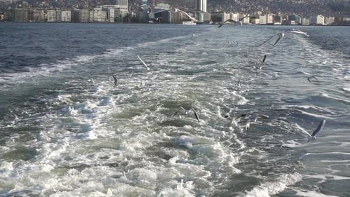 Ferry Boat et oiseaux de mer