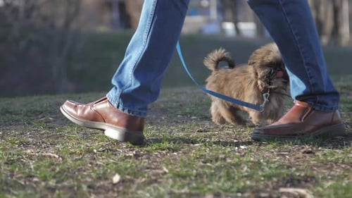 Dog on Leash Walking in Green Park