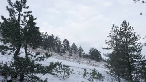 Winter landscape with coniferous woods 3840X2160 UHD footage - Falling snowflakes over cone-bearing