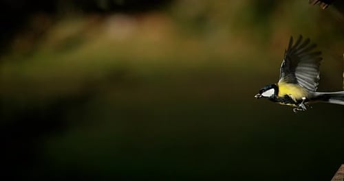 Great Tit, parus major, Adult in Flight, Normandy, Slow motion 4K