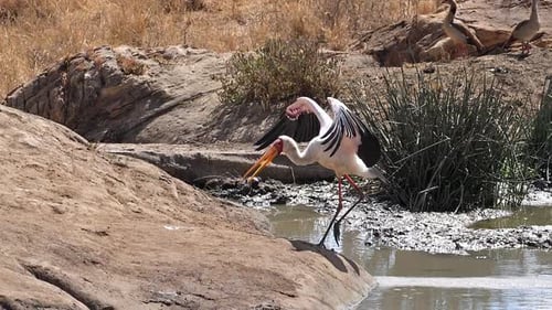 Cigogne à bec jaune, mycteria ibis, oie égyptienne, alopochen aegyptiacus, adulte au point d'eau