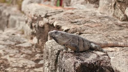 Leguan in den Maya-Ruinen von Coba - Yucatan in Mexiko