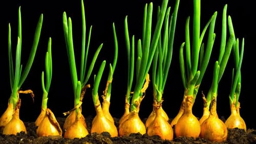 Spring onions growing fast, time-lapse with alpha channel