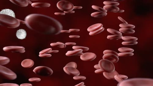 Red and White Blood Cells Flowing Medical Background