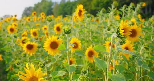 Field of Decorative Sunflowers