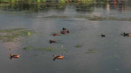 Group of ducks swimming in the river surrounded by water plants and looking for food.
